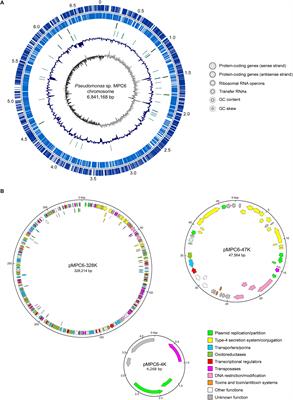 In-Depth Genomic and Phenotypic Characterization of the Antarctic Psychrotolerant Strain Pseudomonas sp. MPC6 Reveals Unique Metabolic Features, Plasticity, and Biotechnological Potential